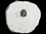Phaetonellus Trilobite (Spiny Proetid) - Morocco #83353-1